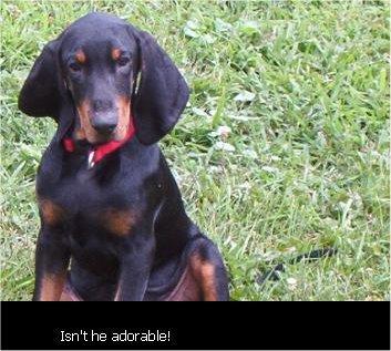 https://images.dog.ceo/breeds/coonhound/n02089078_1744.jpg