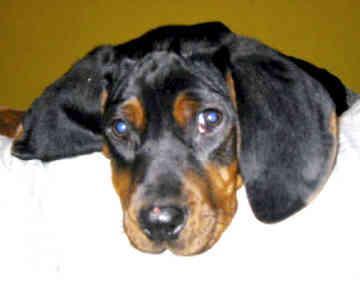 https://images.dog.ceo/breeds/coonhound/n02089078_1758.jpg