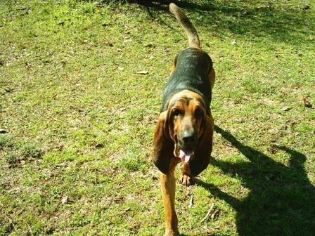 https://images.dog.ceo/breeds/coonhound/n02089078_1793.jpg