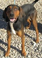 https://images.dog.ceo/breeds/coonhound/n02089078_1836.jpg