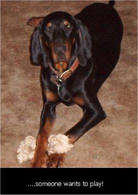 https://images.dog.ceo/breeds/coonhound/n02089078_1842.jpg