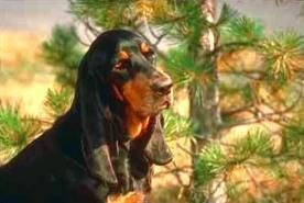 https://images.dog.ceo/breeds/coonhound/n02089078_19.jpg