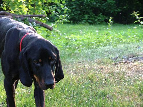 https://images.dog.ceo/breeds/coonhound/n02089078_192.jpg