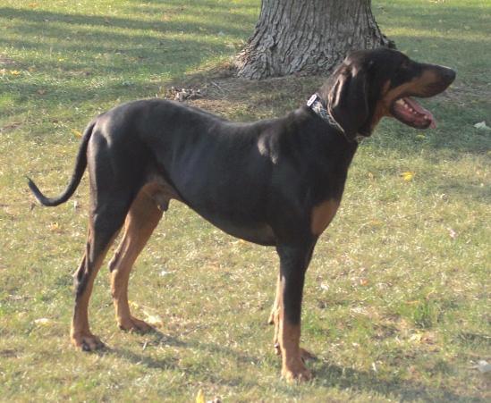 https://images.dog.ceo/breeds/coonhound/n02089078_1967.jpg