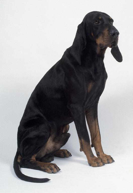 https://images.dog.ceo/breeds/coonhound/n02089078_2021.jpg