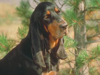 https://images.dog.ceo/breeds/coonhound/n02089078_2025.jpg