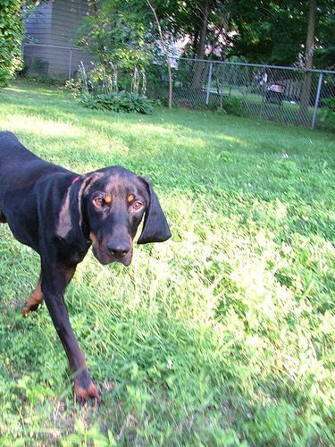 https://images.dog.ceo/breeds/coonhound/n02089078_2032.jpg