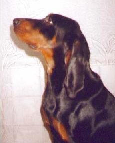 https://images.dog.ceo/breeds/coonhound/n02089078_2110.jpg