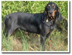 https://images.dog.ceo/breeds/coonhound/n02089078_2225.jpg