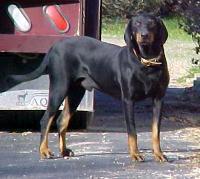 coonhound