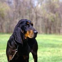 https://images.dog.ceo/breeds/coonhound/n02089078_2232.jpg