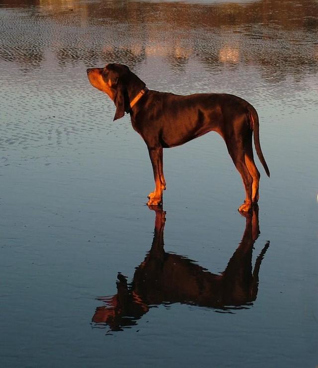 https://images.dog.ceo/breeds/coonhound/n02089078_2270.jpg