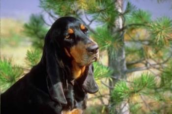 https://images.dog.ceo/breeds/coonhound/n02089078_2417.jpg