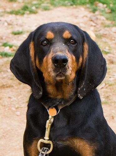 https://images.dog.ceo/breeds/coonhound/n02089078_243.jpg