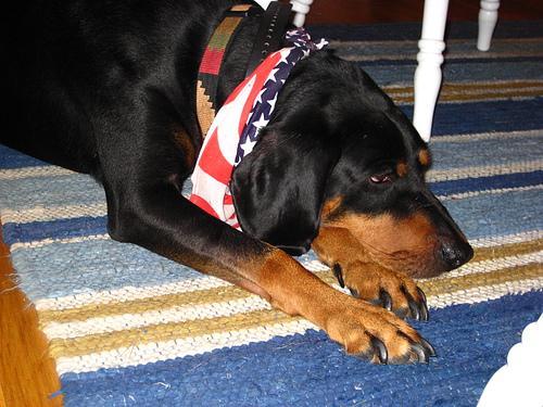 https://images.dog.ceo/breeds/coonhound/n02089078_2476.jpg