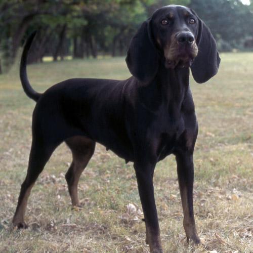 https://images.dog.ceo/breeds/coonhound/n02089078_2498.jpg