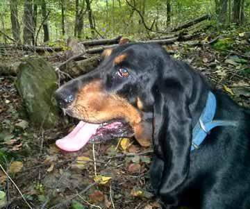 https://images.dog.ceo/breeds/coonhound/n02089078_256.jpg