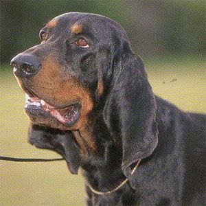 https://images.dog.ceo/breeds/coonhound/n02089078_2596.jpg