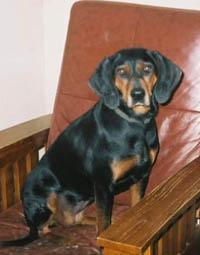 https://images.dog.ceo/breeds/coonhound/n02089078_2684.jpg