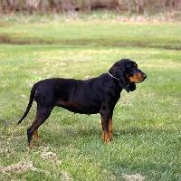 https://images.dog.ceo/breeds/coonhound/n02089078_269.jpg