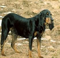 https://images.dog.ceo/breeds/coonhound/n02089078_2794.jpg