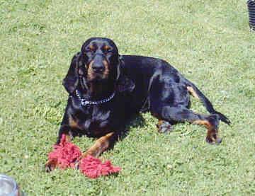 https://images.dog.ceo/breeds/coonhound/n02089078_2841.jpg