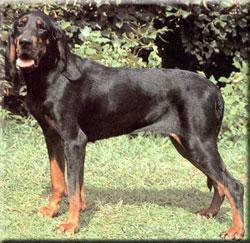 https://images.dog.ceo/breeds/coonhound/n02089078_2921.jpg