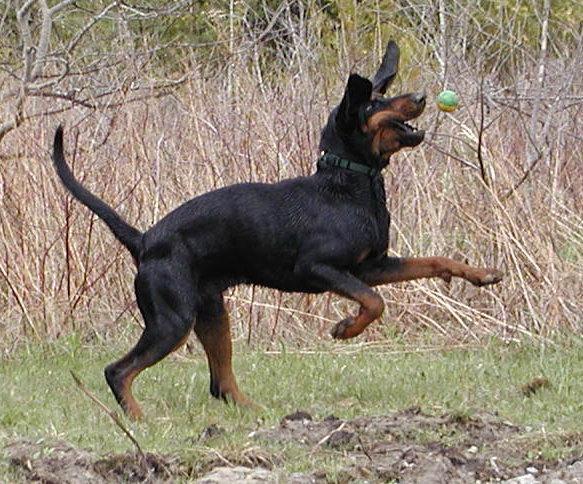 https://images.dog.ceo/breeds/coonhound/n02089078_2957.jpg