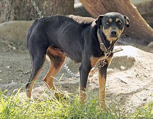 https://images.dog.ceo/breeds/coonhound/n02089078_2962.jpg