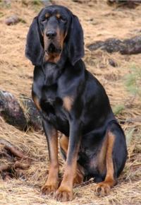 https://images.dog.ceo/breeds/coonhound/n02089078_3134.jpg