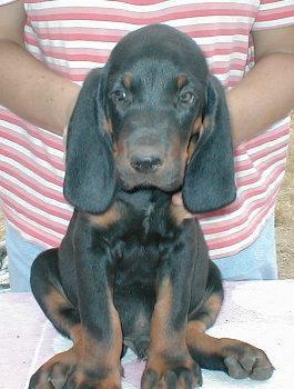 https://images.dog.ceo/breeds/coonhound/n02089078_3188.jpg