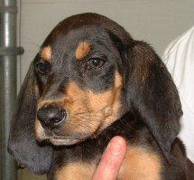 https://images.dog.ceo/breeds/coonhound/n02089078_324.jpg