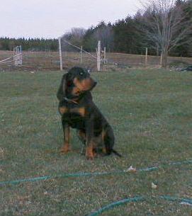 https://images.dog.ceo/breeds/coonhound/n02089078_3340.jpg