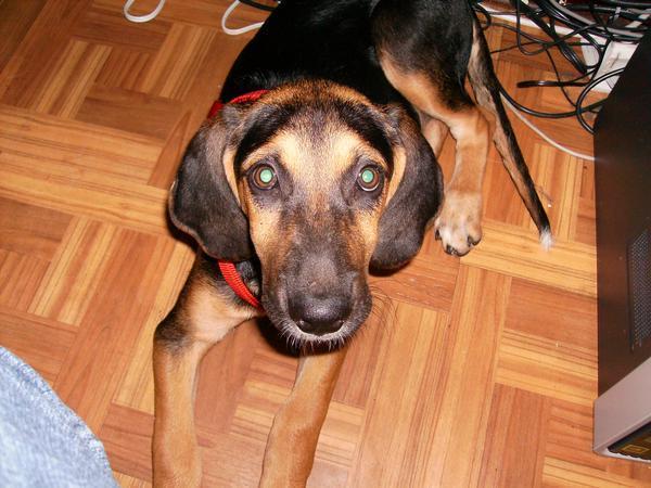 https://images.dog.ceo/breeds/coonhound/n02089078_3412.jpg