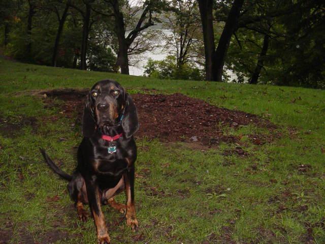 https://images.dog.ceo/breeds/coonhound/n02089078_3443.jpg