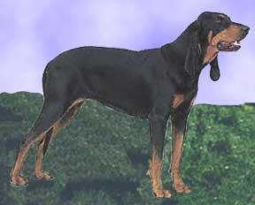 https://images.dog.ceo/breeds/coonhound/n02089078_351.jpg