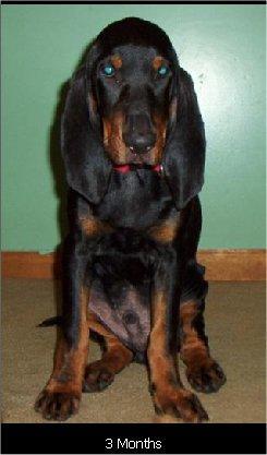 https://images.dog.ceo/breeds/coonhound/n02089078_353.jpg