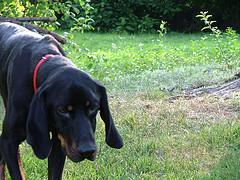 https://images.dog.ceo/breeds/coonhound/n02089078_3532.jpg