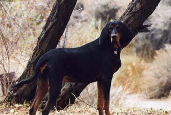 https://images.dog.ceo/breeds/coonhound/n02089078_3613.jpg