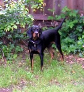 https://images.dog.ceo/breeds/coonhound/n02089078_3810.jpg