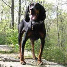 https://images.dog.ceo/breeds/coonhound/n02089078_3821.jpg