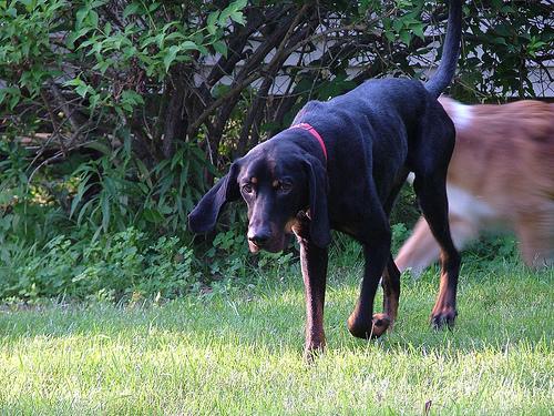 https://images.dog.ceo/breeds/coonhound/n02089078_3869.jpg