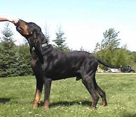 https://images.dog.ceo/breeds/coonhound/n02089078_3923.jpg