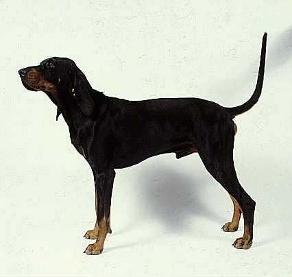 https://images.dog.ceo/breeds/coonhound/n02089078_393.jpg