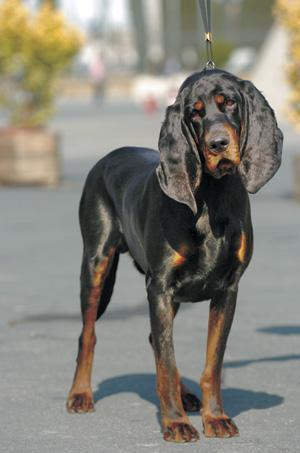 https://images.dog.ceo/breeds/coonhound/n02089078_3932.jpg