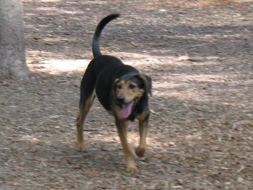 https://images.dog.ceo/breeds/coonhound/n02089078_4331.jpg