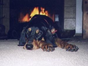 https://images.dog.ceo/breeds/coonhound/n02089078_4362.jpg