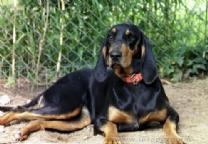 https://images.dog.ceo/breeds/coonhound/n02089078_4422.jpg