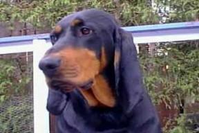 https://images.dog.ceo/breeds/coonhound/n02089078_4441.jpg