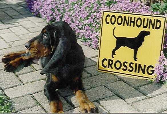 https://images.dog.ceo/breeds/coonhound/n02089078_45.jpg